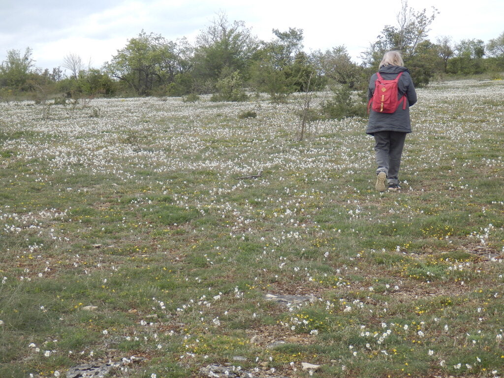 hélianthèmes sur une pelouse sèche
