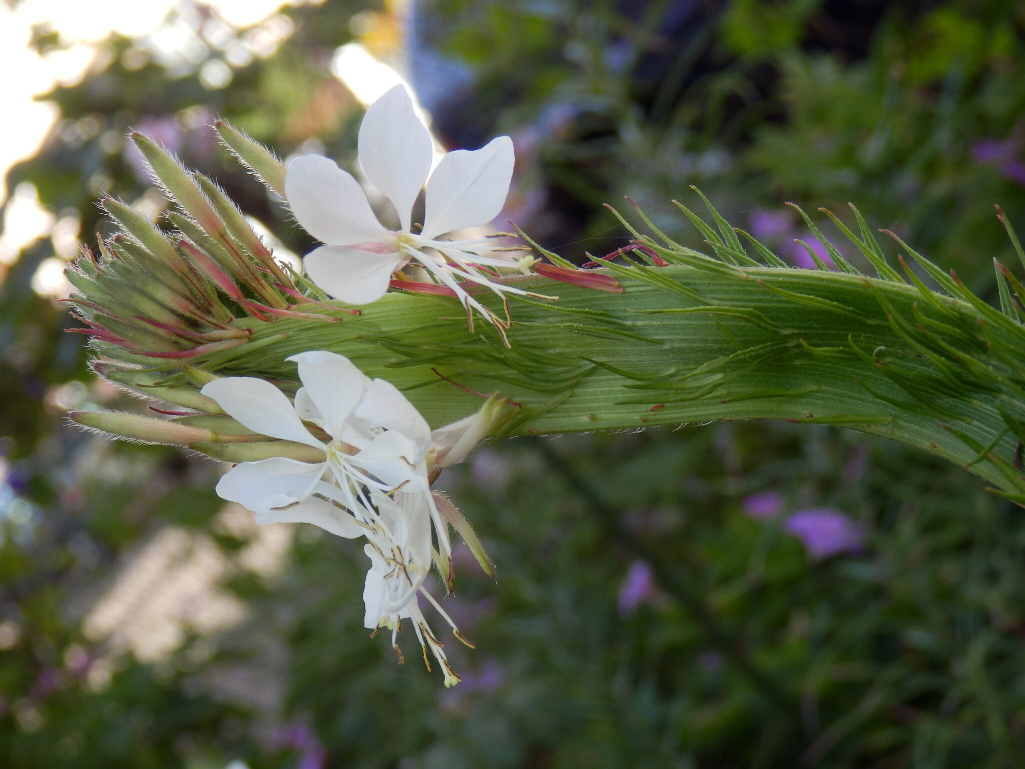 gaura