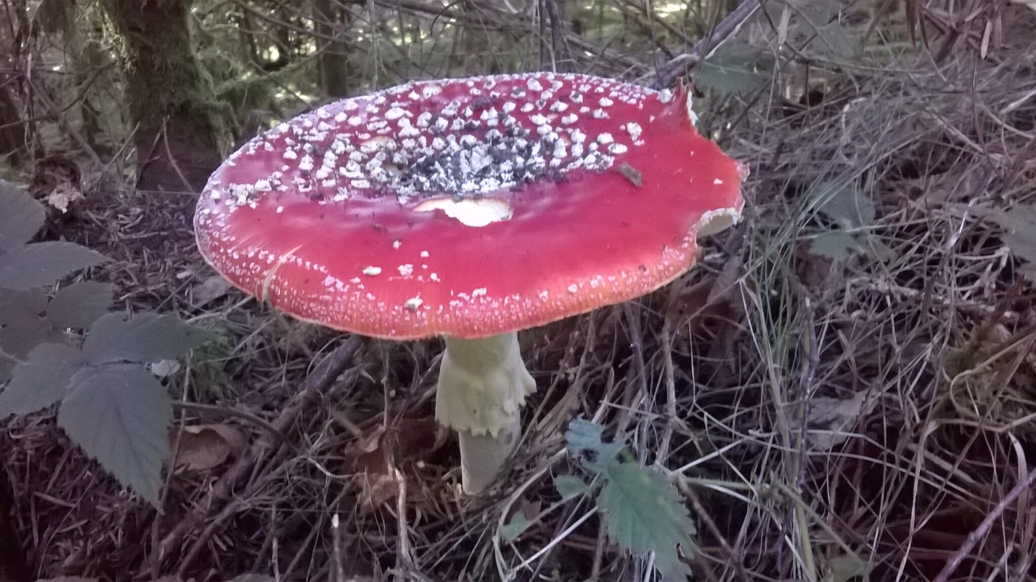 Photo de Amanite Tue-mouche